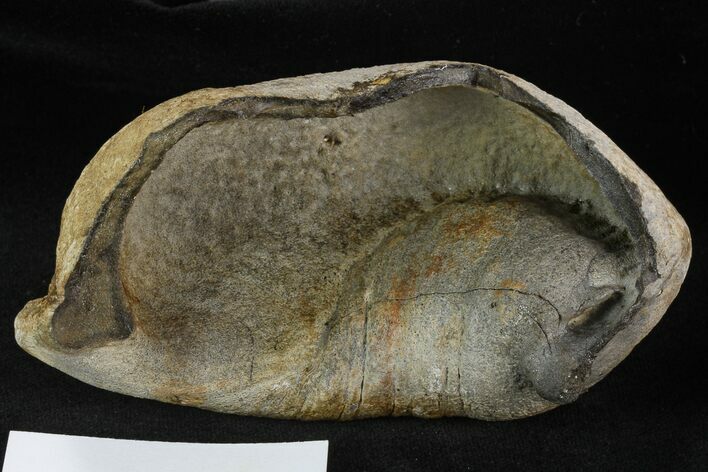 Large, Fossil Whale Ear Bone - Miocene #130240